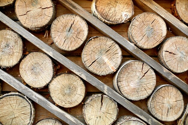 Foto troncos cortados de madera