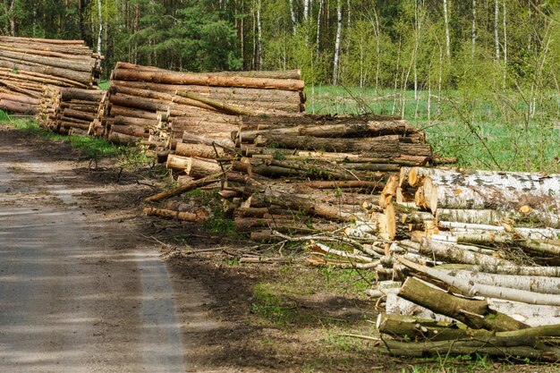 Troncos cuidadosamente apilados a lo largo de un camino forestal al atardecer Deforestación y almacenamiento de troncos de árboles para secado y transporte Camino de tierra en el bosque para equipos de tala
