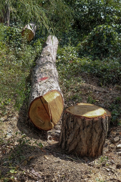 Troncos de árvore recentemente cortados no jardim