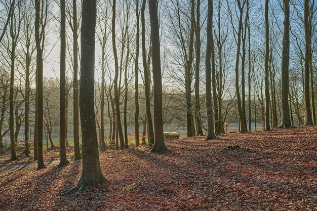 Troncos de árvores com folhas de outono caídas ao ar livre em uma floresta ou floresta Paisagem da natureza com árvores secas e sem folhas como efeito das mudanças climáticas Vista de terra vazia com plantas e flora áridas