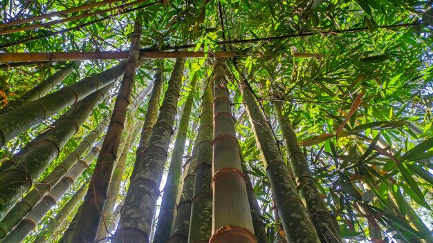 troncos de árvores de bambu