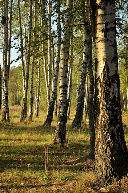 Foto troncos de árvores no bosque de bétulas à luz do sol