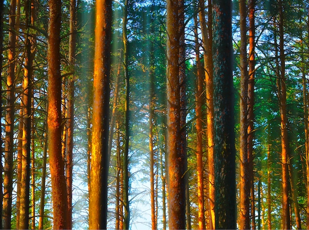 Troncos de árvores verticais no fundo da paisagem da floresta do pôr do sol