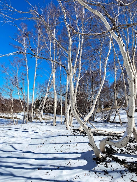 troncos de bétula branca no chão coberto de neve no sopé do Monte Etna, Sicília