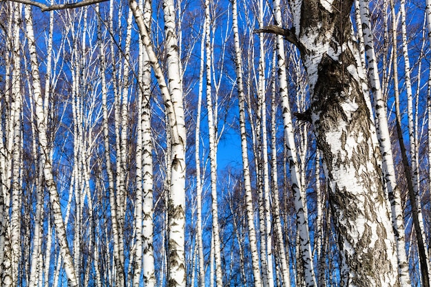 Troncos de bétula desencapados e céu azul