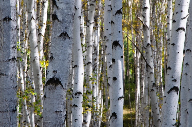 Troncos de bétula preto e branco na floresta Papel de parede de fundo