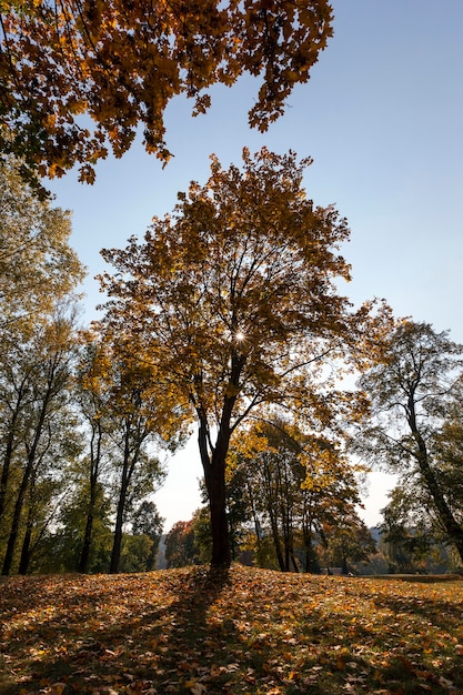 Foto troncos de bordo amarelados no outono. foto close-up em um parque da cidade