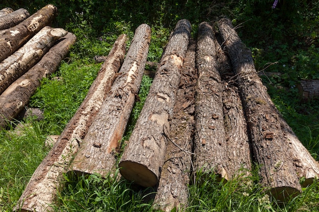 Troncos de pinheiro durante a preparação da madeira para trabalhar madeira, colheita de troncos de pinheiro na floresta