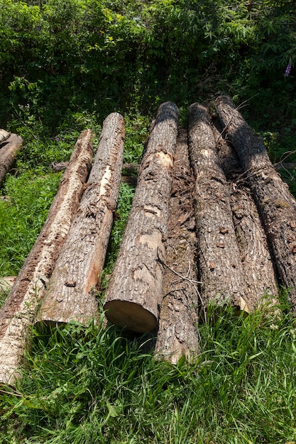 Troncos de pinheiro durante a preparação da madeira para trabalhar madeira, colheita de troncos de pinheiro na floresta