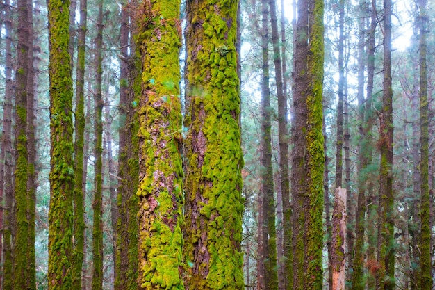 Troncos de pinheiros com musgo na floresta nebulosa