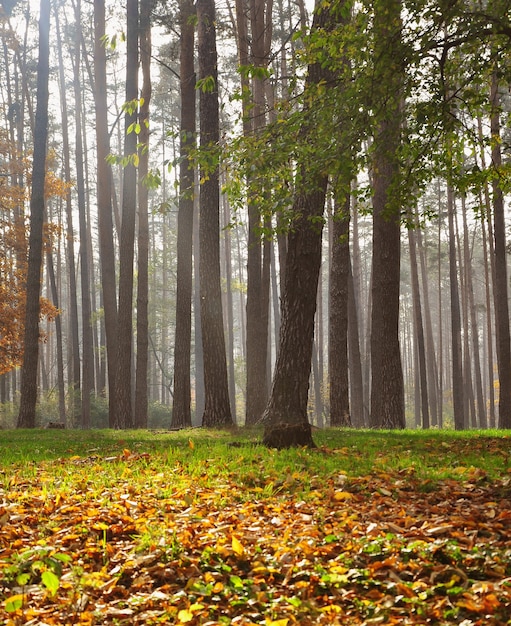 Foto troncos de pinheiros na floresta com neblina e grama