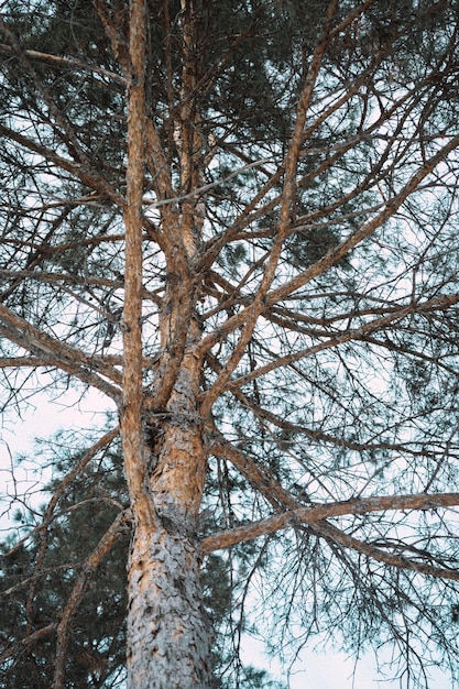 Troncos de pinheiros no inverno
