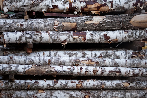 Troncos de madera de abedul