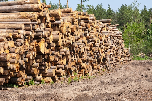 Troncos de madera de árboles recién cortados apilados en el suelo