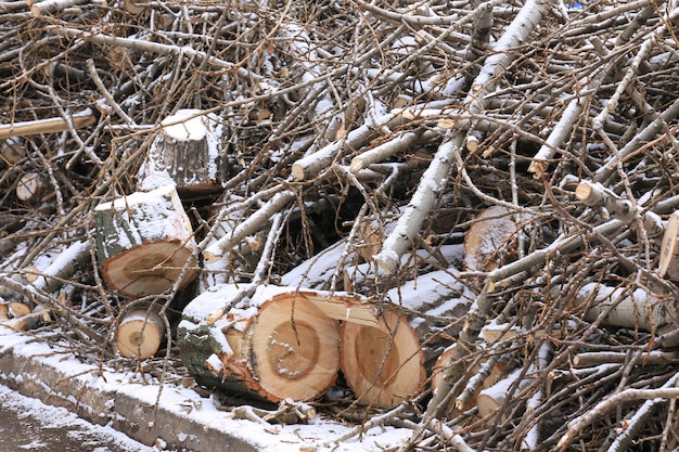 Troncos de madera aserrada y pequeñas ramitas en la nieve.