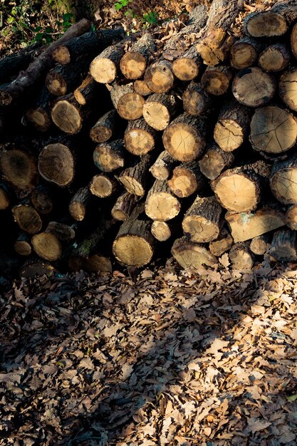 Troncos de madera en un bosque en exhibición