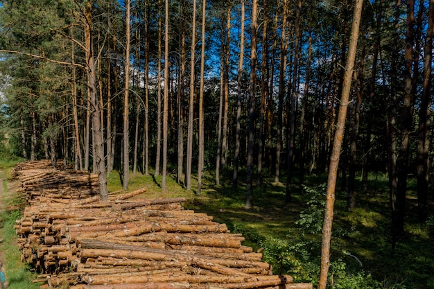 Troncos de madera de un bosque de pinos