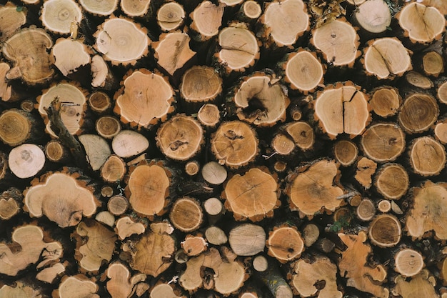 Troncos de madera con un bosque Troncos de árboles cortados y apilados Muchos árboles