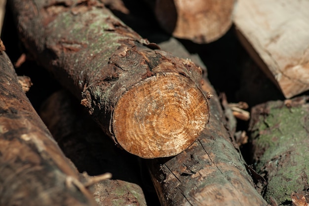 Troncos de madera cortados apilados