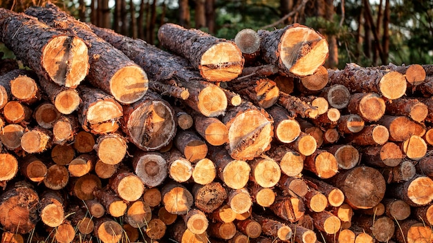 Los troncos de madera extraídos del bosque de pinos se encuentran en un montón