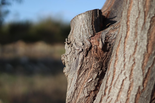 Troncos de madera en hermosa textura de armonía Foto gratis