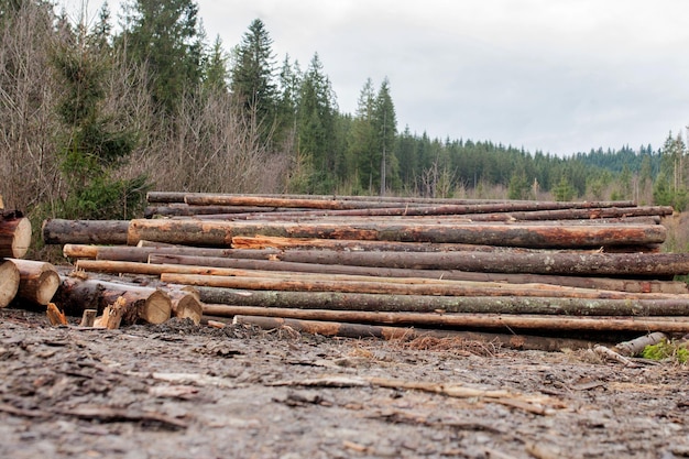 Troncos de madera de pinos en el bosque apilados en un montón Troncos de árboles recién cortados apilados uno encima del otro en un montón