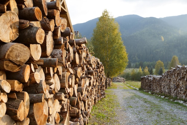 Troncos de madera de pinos en el bosque apilados en un montón en troncos de árboles recién cortados de los Cárpatos