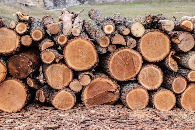 Troncos de madera de pinos en el bosque, apilados en un montón