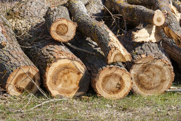 Troncos de madera plegables del fondo Una pila de madera junto a un camino forestal La madera se estaba preparando para sacarla del bosque Cosecha de madera