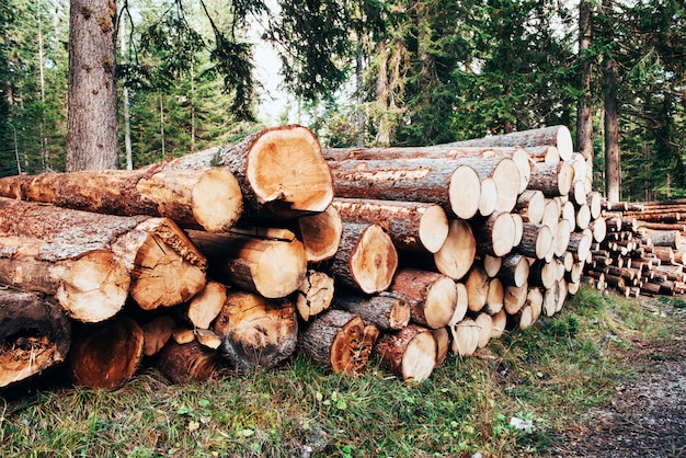 Troncos de madera recién cosechados apilados en una pila en el bosque verde