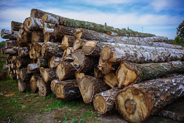 Troncos de madera redondos yacen en el suelo