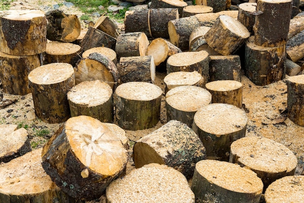 Troncos de madera de roble