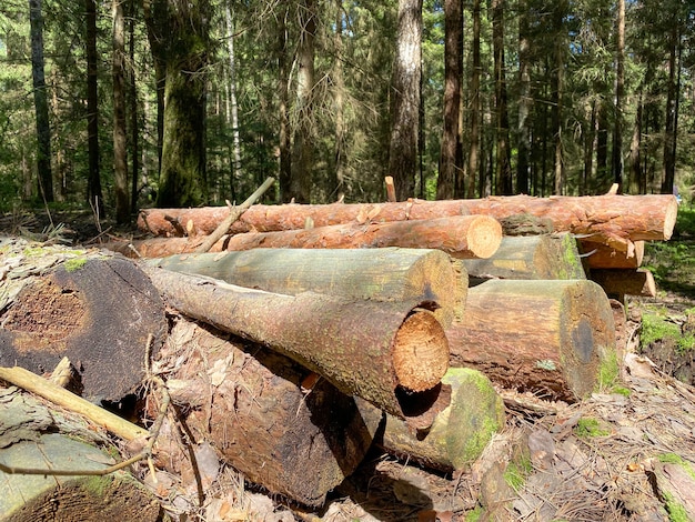 Troncos de madera talados de pinos se encuentran en el suelo en el bosque