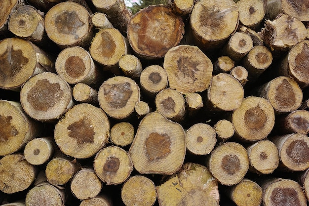 Foto troncos de madera troncos de madera leña lista para quemar
