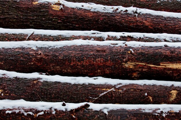 Troncos de pino para un aserradero en la nieve.