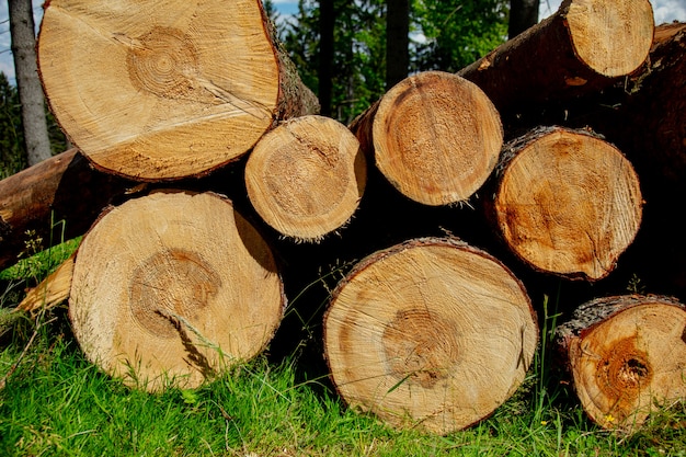 Troncos de pino en un bosque de Sudetes, Polonia