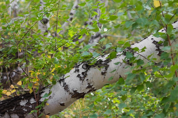 Troncos y ramas de abedul en el bosque salvaje