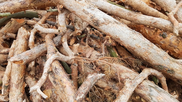 Troncos recém serrados. Troncos de árvores na floresta após o corte.