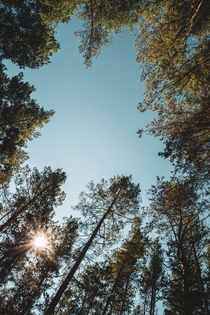 Troncos rectos de pinos altos a cielo abierto.