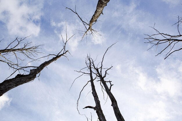 Troncos secos com troncos e galhos de árvores tendem para o céu O céu azul é um símbolo de vida e árvores mortas Fundo natural horror vida e morte