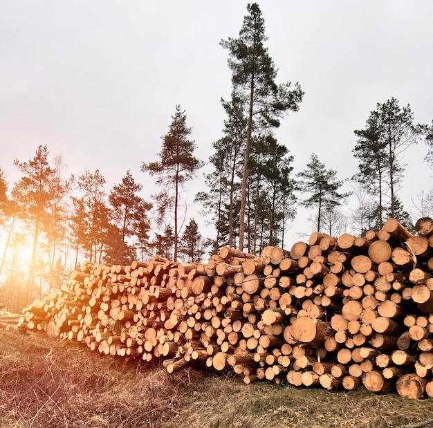 Los troncos de troncos apilan la industria de la madera maderera forestal Pinos y abetos