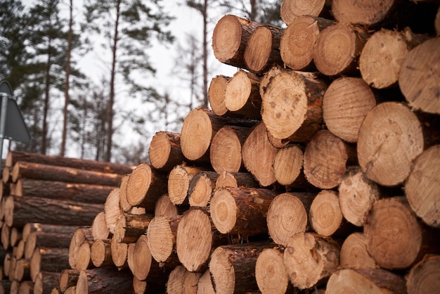 Los troncos de troncos apilan la industria de la madera maderera forestal Pinos y abetos