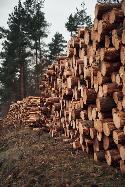 Los troncos de troncos apilan la industria de la madera maderera forestal Pinos y abetos