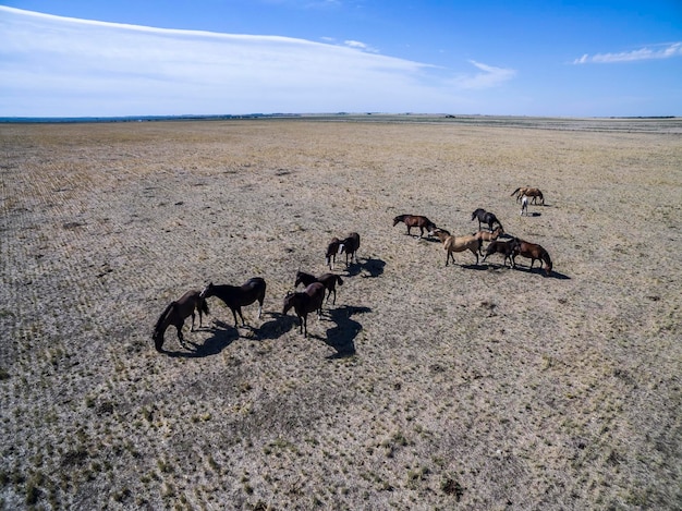 Tropa de caballos en el llano en La Pampa Argentina
