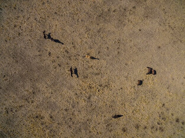 Tropa de caballos en el llano en La Pampa Argentina