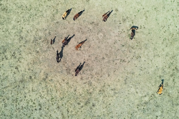 Tropa de caballos en la llanura de La Pampa, Argentina