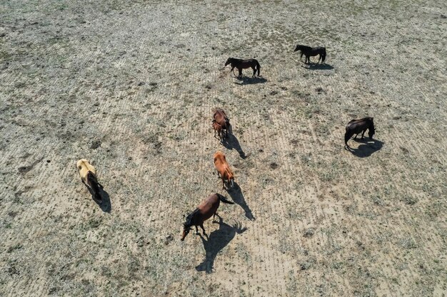 Tropa de cavalos na planície em La Pampa Argentina