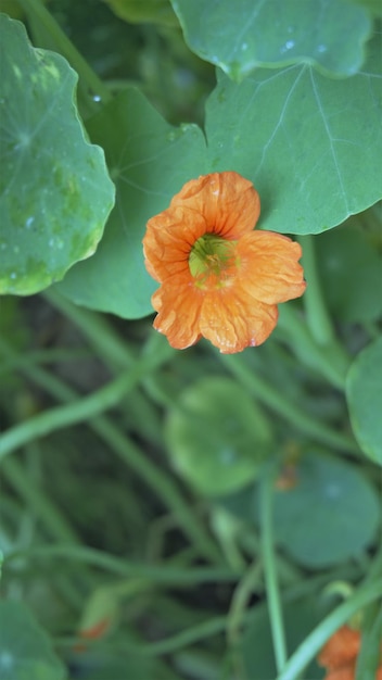 Tropaeolum majus também conhecido como jardim nasturtium agrião indiano etc