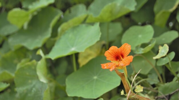 Tropaeolum majus también conocido como berro indio de capuchina de jardín, etc.