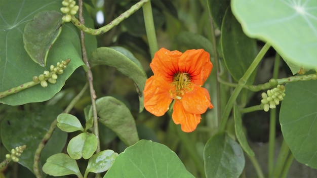 Tropaeolum majus también conocido como berro indio de capuchina de jardín, etc.